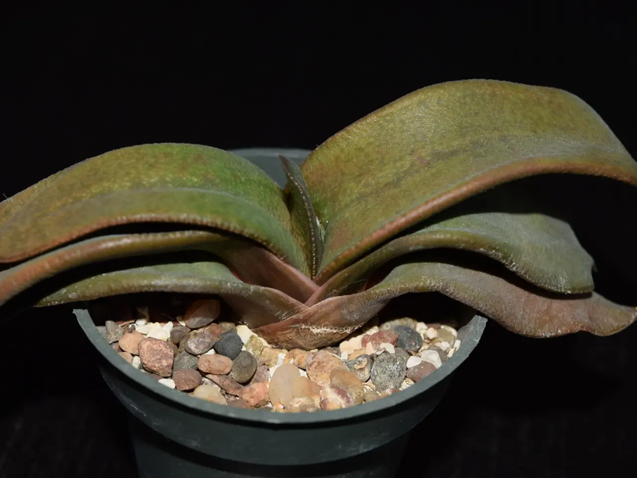 Differences Between Potash and Phosphate Fertilizers: An Overview