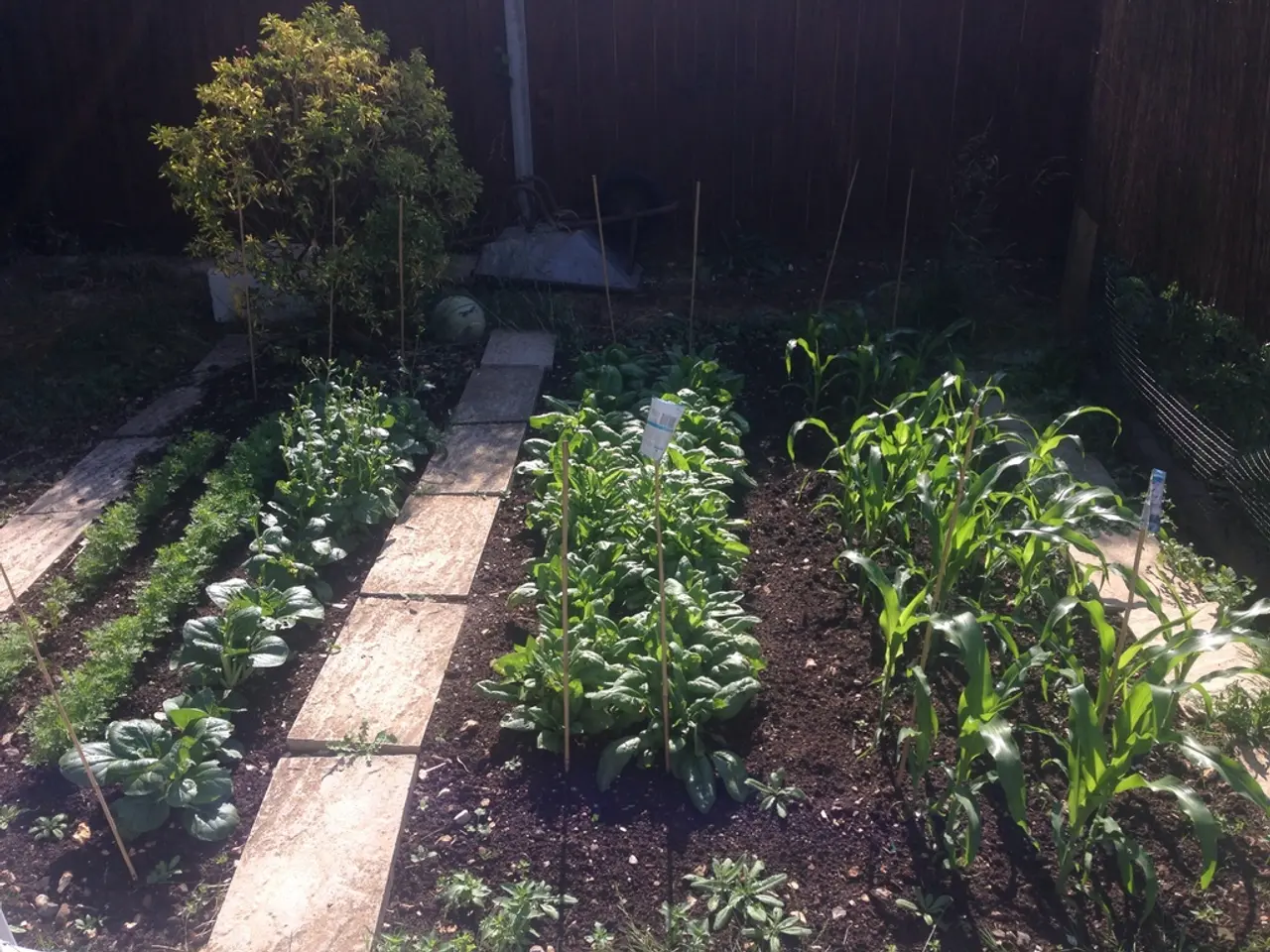 In this image we can see different types of plants planted in rows, trees and wall.