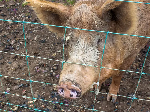 Pig disease in North Rhine-Westphalia fails to trigger farmer vigilance