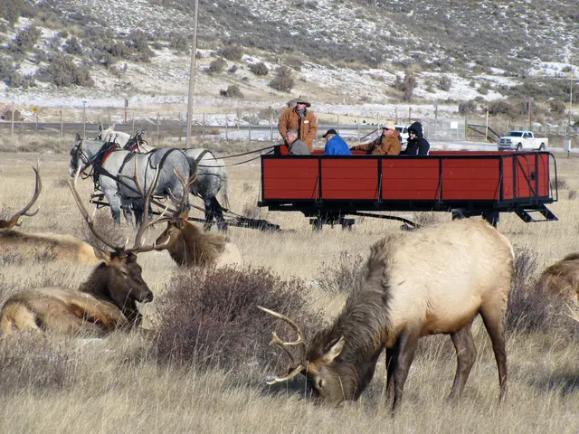 Elk-involved automobile accident occurs in Meissen district