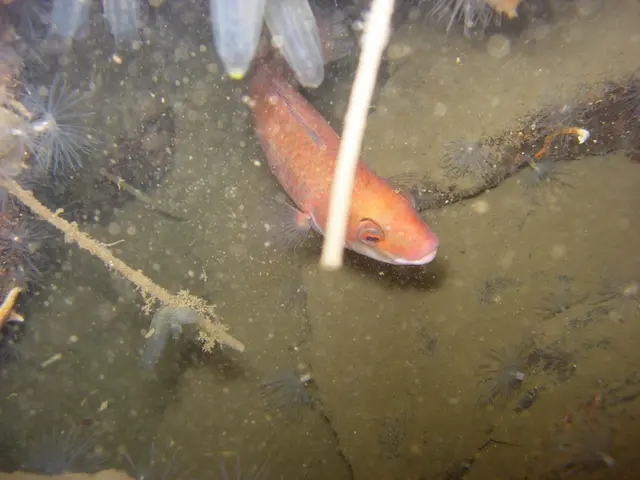 Local tobacco production company, Syktyvkar LPC, has disclosed the production and distribution of...