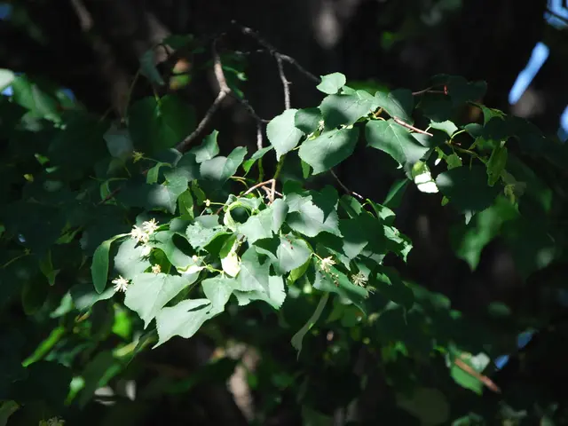 Branch Manager Role: Description, Tasks, and Compensation