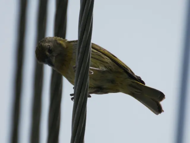 Dodge could potentially face issues with the Dart once more due to a fresh probe by the National...