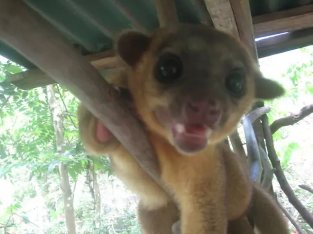 Continuing monetary struggles for animal rights organizations as additional funding plans are in...