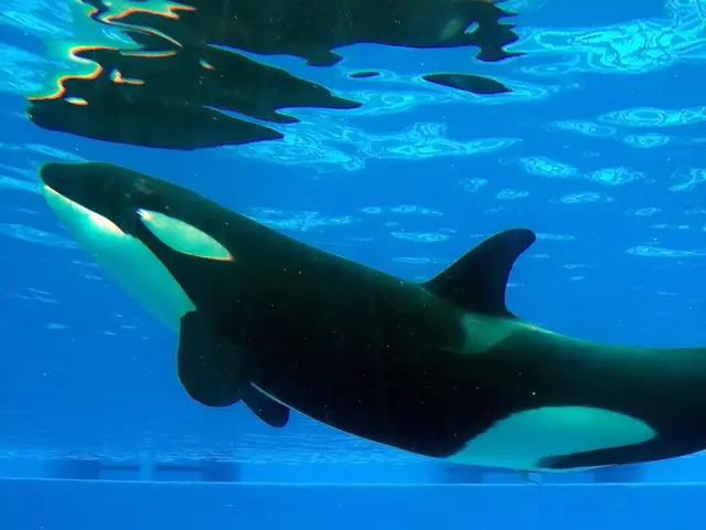 Abnormal activity by whales drives Shiba Inu (SHIB) crypto surges 25,587%