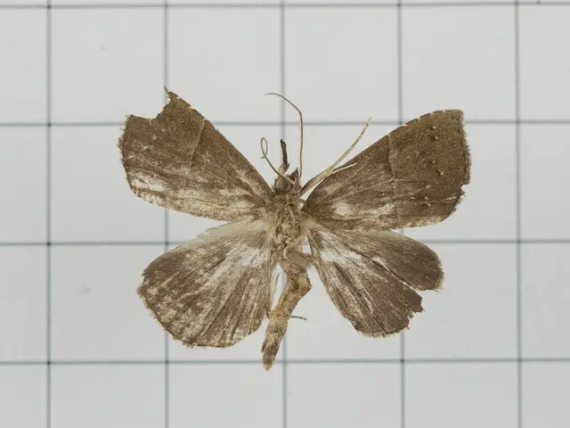 Prioritizing Reasons Why a Business Property Owner Should Employ a Pest Control Administration