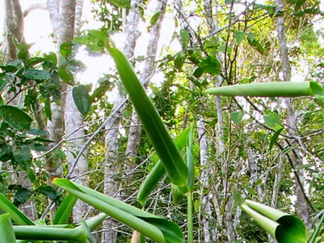 Methane Emissions Oversight: The Ongoing Issue of Methane Being Overlooked in Disclosures About...