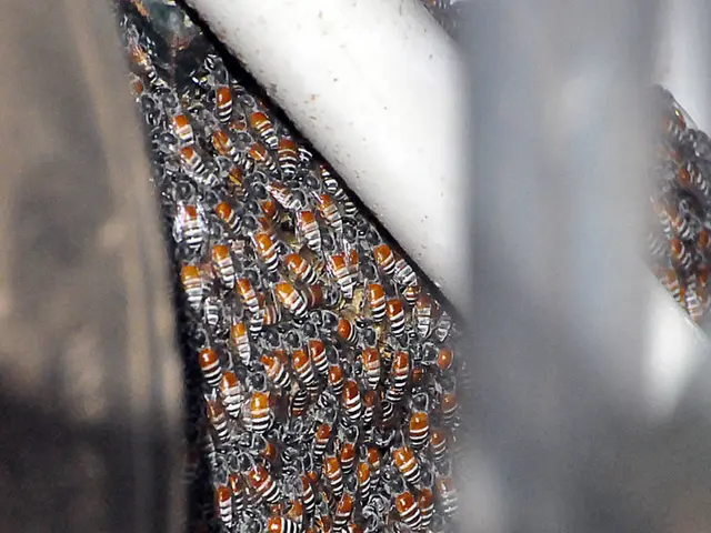 Expansion of honey transportation in Russia forecasted, with an anticipated increase of up to 45%...