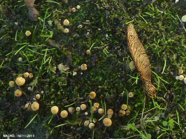 Australia's pledge to a digital monetary framework, represented by the Acacia Project