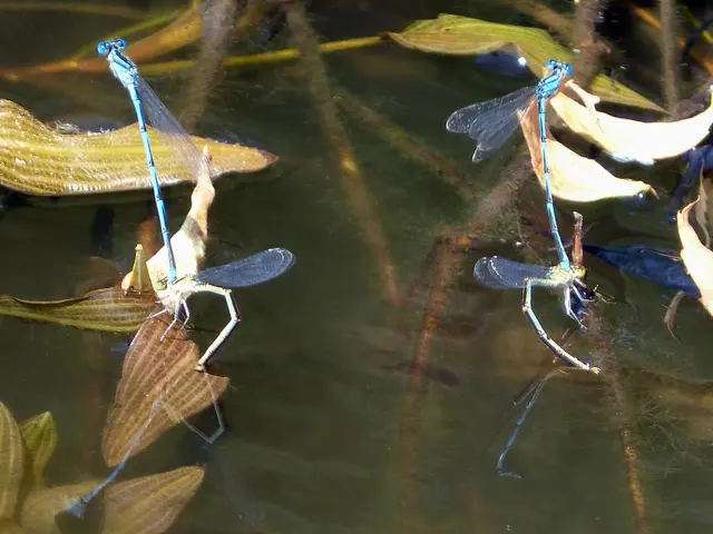 Freshwater Aquaculture Profitability and Sustainability: Exploring the Potential of Giant River...