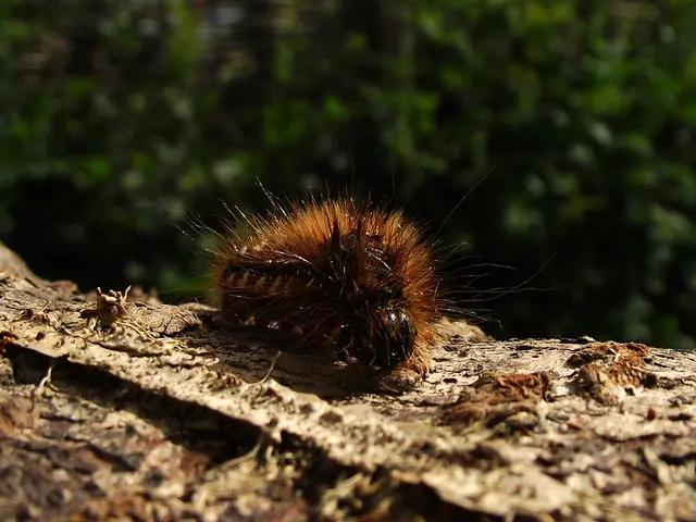 Partnering with Greenix, Gridiron Capital boosts eco-friendly pest control services expansion.