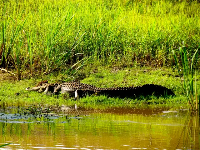 Countries in Africa poised for hydrogen production using renewable energy sources