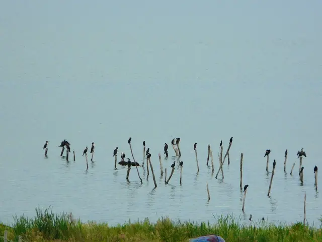 SADC Countries Collaborate to Safeguard Essential Wetlands: Debut of the SADC Ramsar Regional...