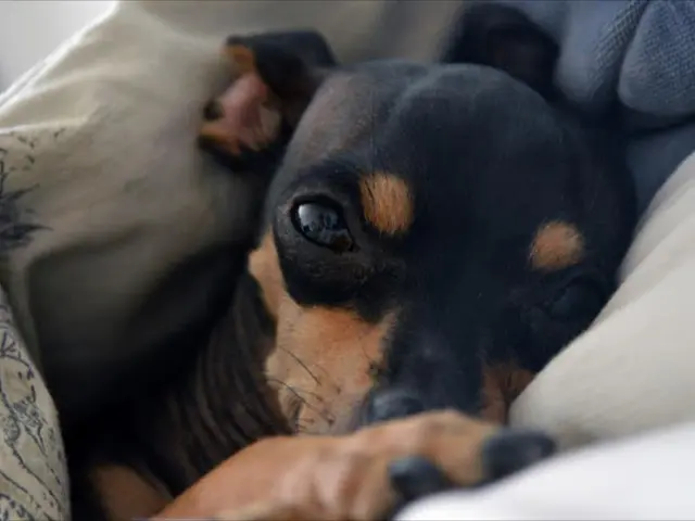 Priciest Canine Breeds Globally, Ranked by Cost