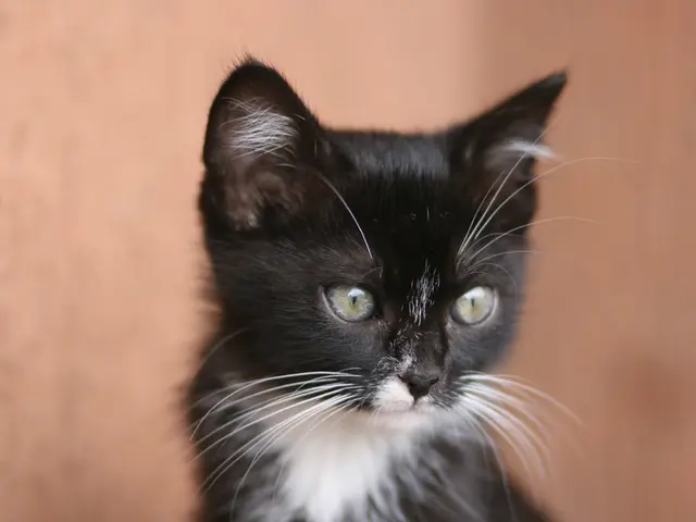 High-Performing Corvette from Chevy Packing a 1,250 HP Punch, Priced Like a Luxury Hypercar