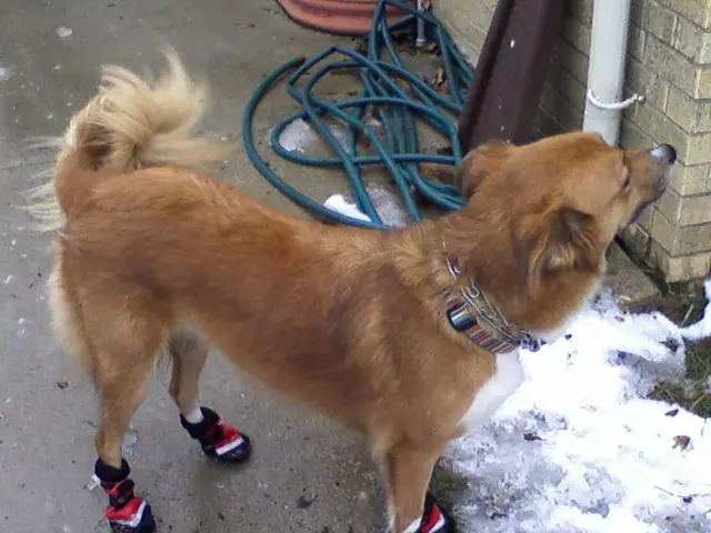 Bet made by the expert on Dogecoin for $2.35