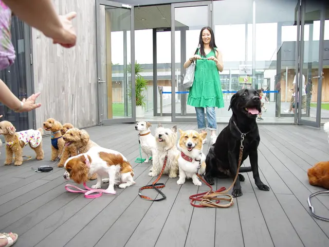 Price Range for Dogs from Petland: A Detailed Overview