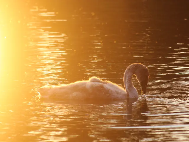 Duck Creek Enters into a Partnership with Pure Insurance