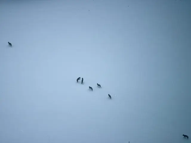 Despite the controversy, the authorities in Tirol are looking to intensify their wolf hunting...