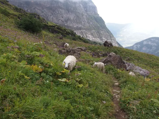 Pioneering Climate-Friendly Livestock Farming Integrated with Tourism is Advocated by Khánh Hòa