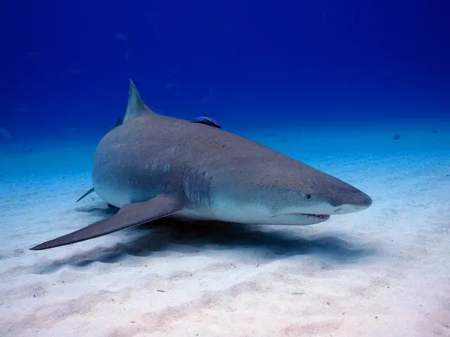 Restaurant owners Delfin and Mermaid in Sochi face a lawsuit from brand owner Nikolaeva