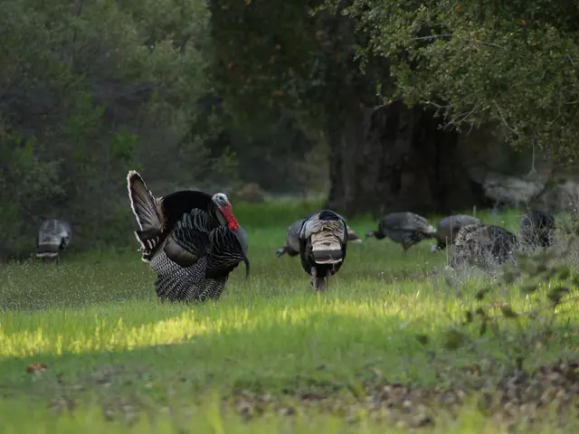 Turkey's short-term foreign debt surged to $170.9 billion in July.