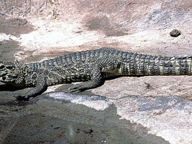 In this image we can see a crocodile on the ground and on the left side we can see water.