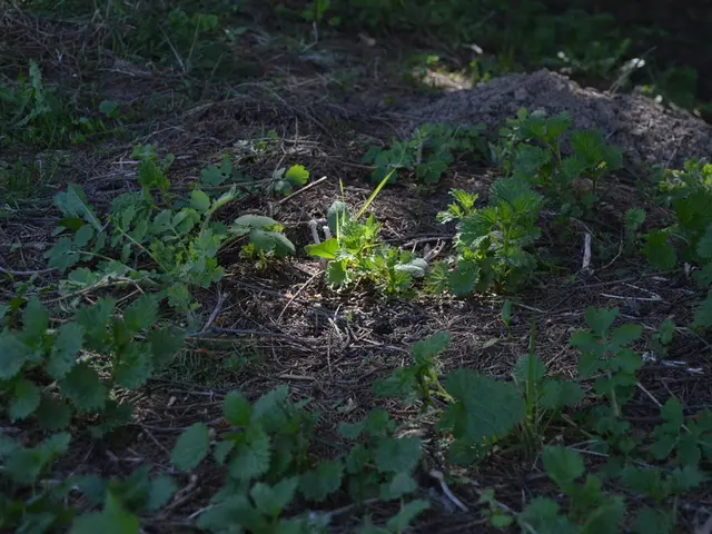 In the picture we can see some leaves which are green in color.