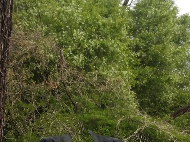 In this image we can see two people standing and holding a wooden frame containing a honeycomb. At...