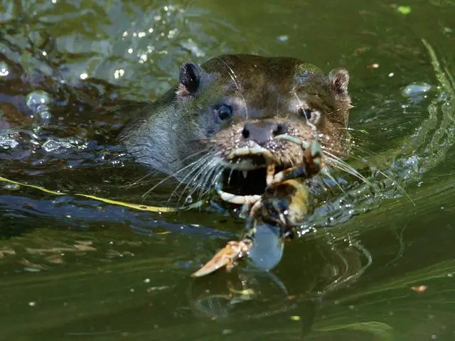 There is an animal in the water, holding a crab.