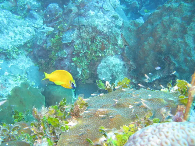 There is a yellow color fish, plants and rocks in the water.