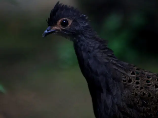 In this image there is a bird.