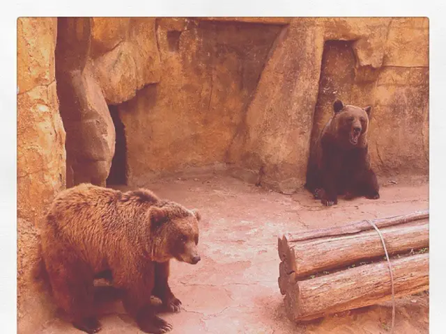 In this picture we can see there are two grizzly bears. In front of the grizzly bear there are...