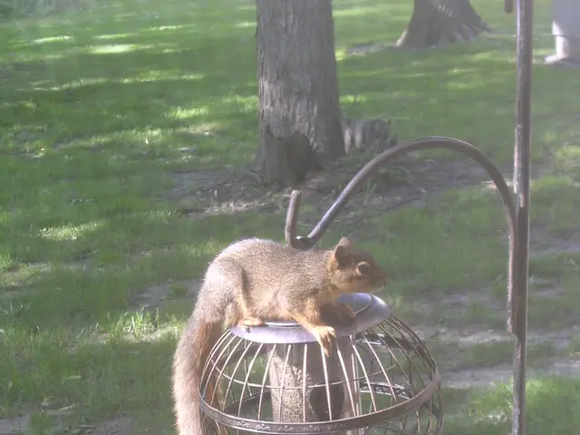 In the foreground of this image, there are plants, pots, squirrels and a bird feeding station. At...