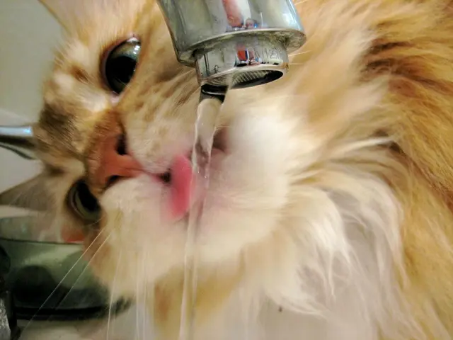 In this image we can see a cat which is of brown color drinking water which is coming from tap.
