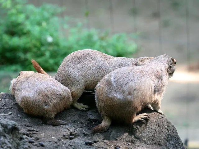 At the bottom, we see a rock. In the middle, we see three marmots. There are trees in the...