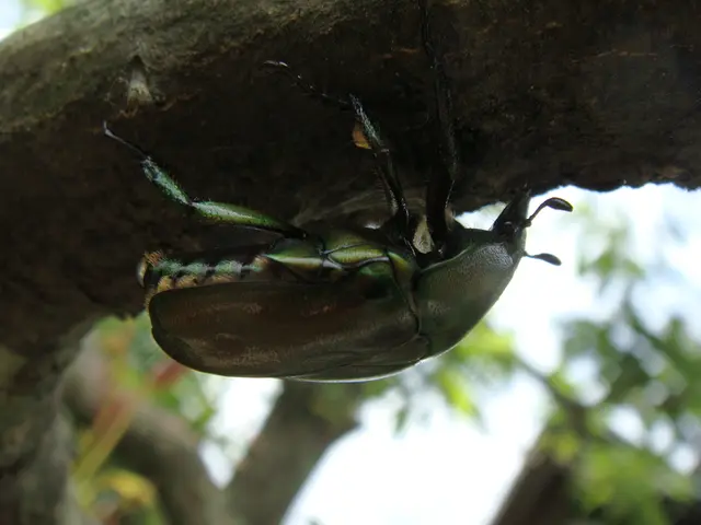 In the picture we can see a bug on the tree branch, in the background we can see some plants.
