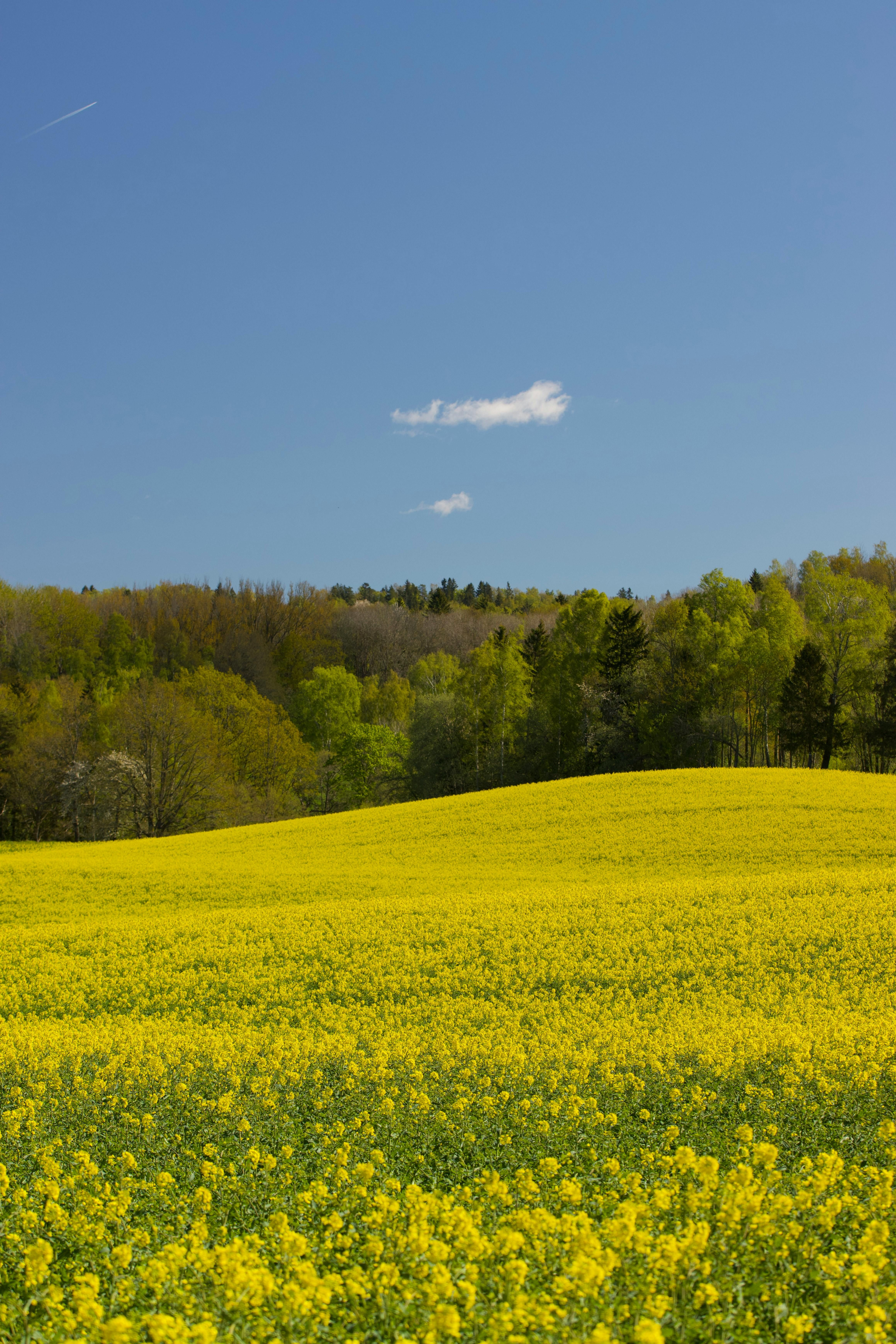 Artwork featuring alleged members of the secretive extremist group, clearly visible in the photograph. High-yield savings accounts tend to offer returns that greatly surpass the typical national average, making them a popular choice for those looking to maximize their savings' earnings.